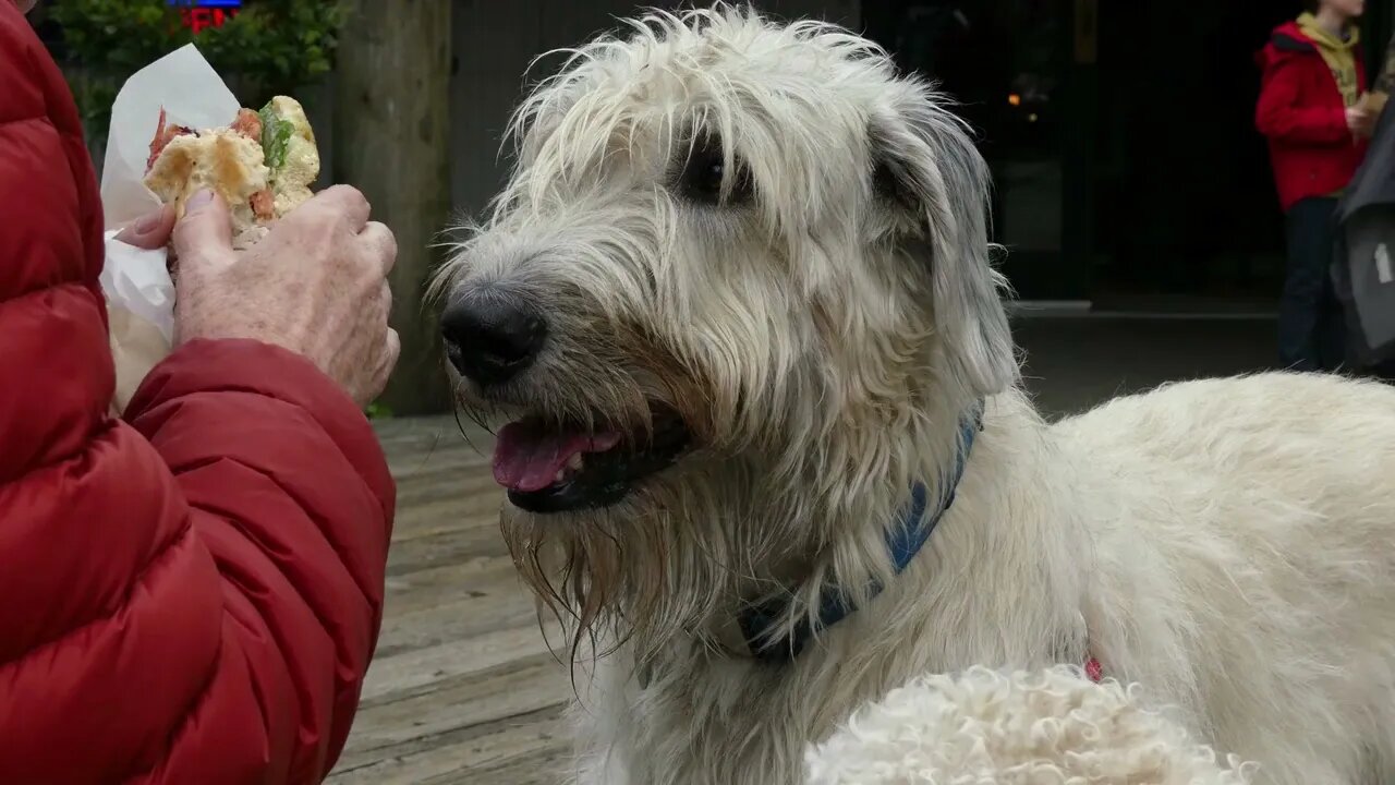 irish wolfhound |Funny cute pets lovers