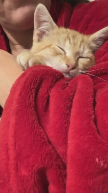 Trump Baby 1st Christmas