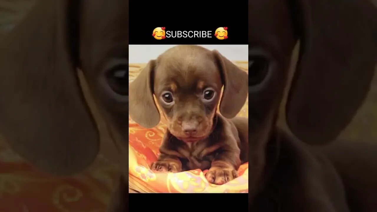 Funny & Cute Dog Compilation TikTok #shorts 😻1080p