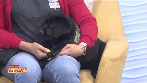Valor Service Dogs | Morning Blend