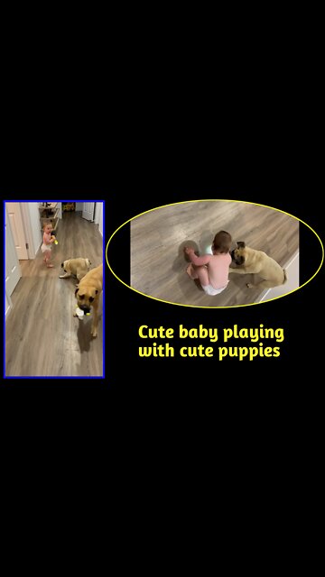 Cute puppies playing | with cute baby👶| #puppies #dog #Entertainment #funny