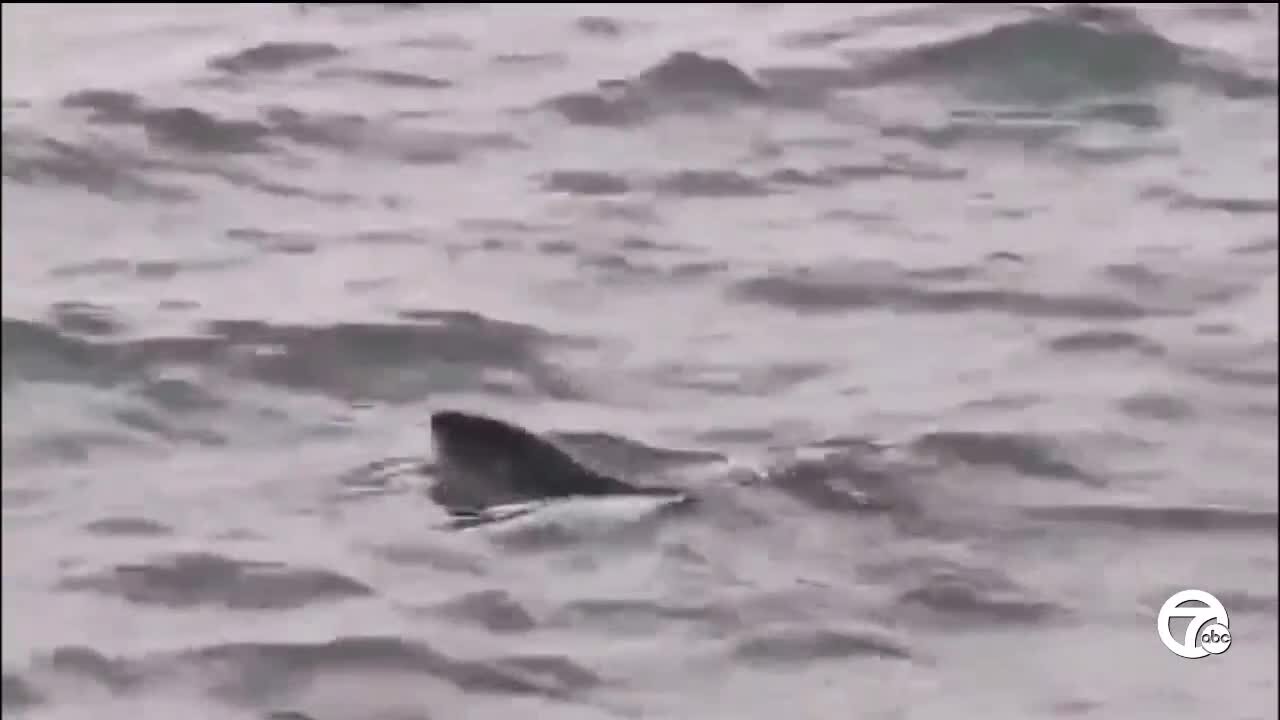 Rare sighting: River otter spotted on Detroit River, a sign of cleaner water