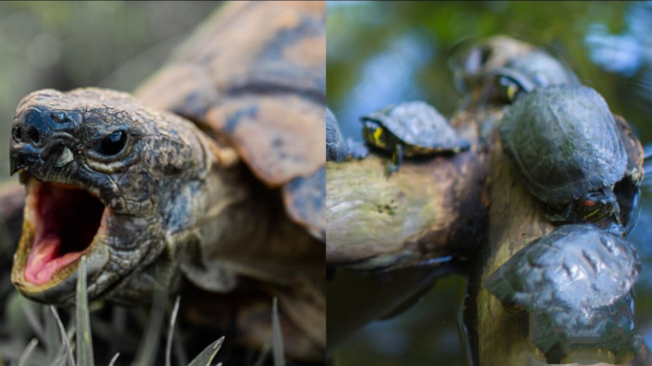 Amazing a huge turtle and her babies after they have hatched