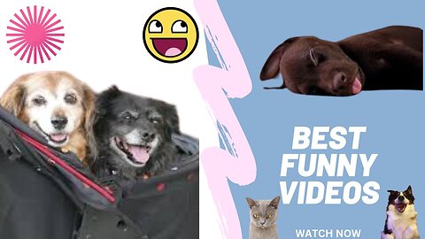 Animals Crazy Moments | Episode 191