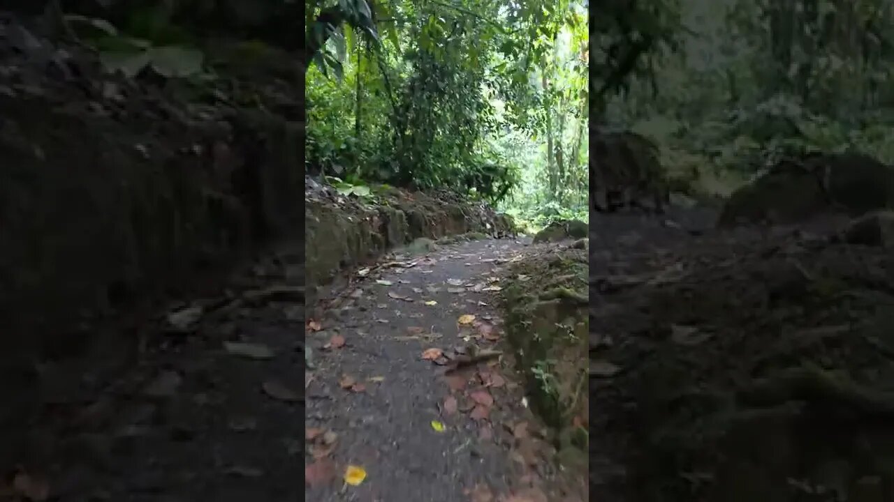 Walking a Trail in the Rainforest of Arenal Observatory Lodge