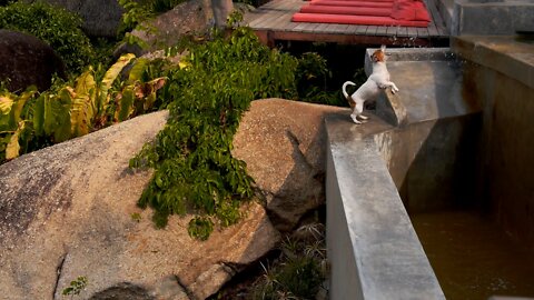 The smart dog is drinking the water by catching.