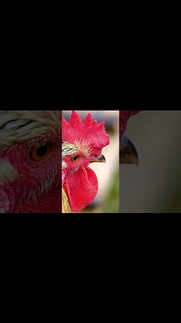 Rooster Sounds #Shorts 👂