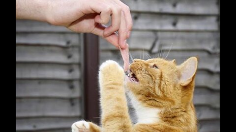 Feeding Cat By Spoon