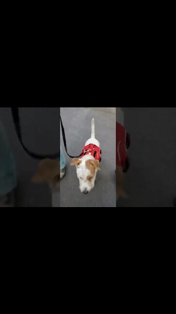 Ares Spring walk 4 miles loose leash