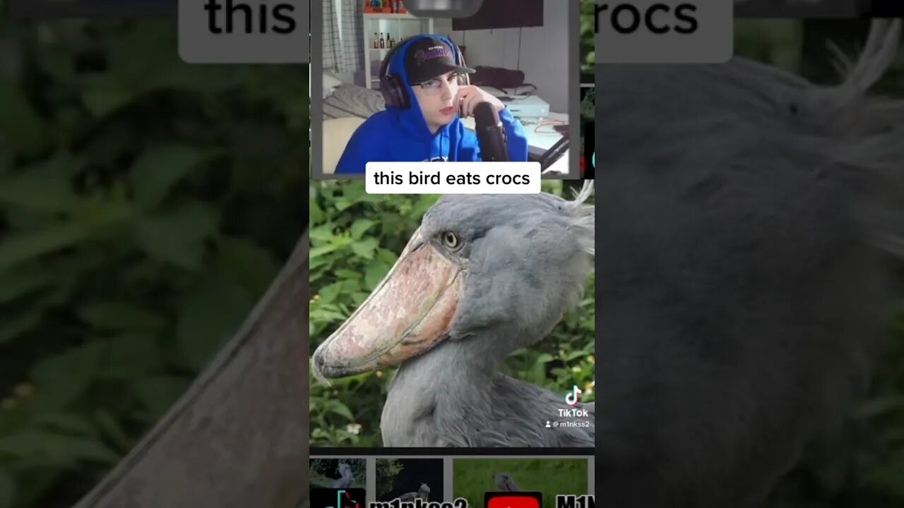 This Bird Eats Crocodiles!? #facts #trending #birds #memes #trendingshorts #reaction #crocodile