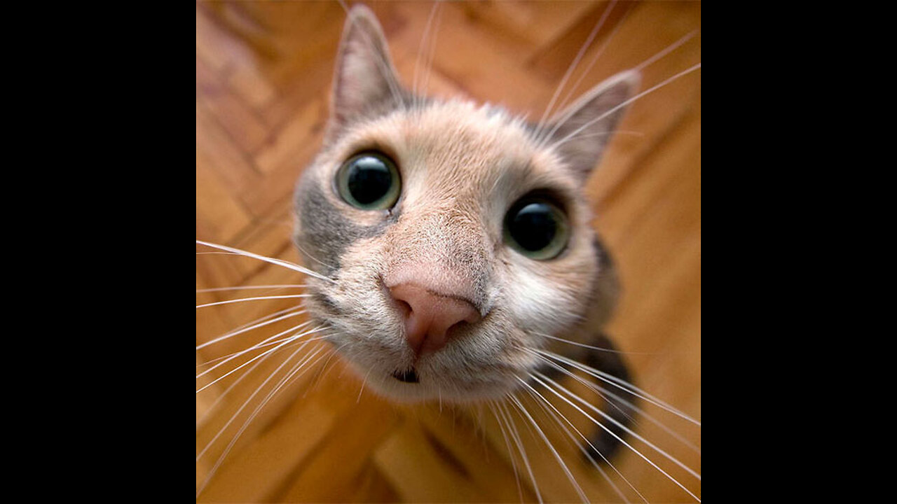 best funny cat videos