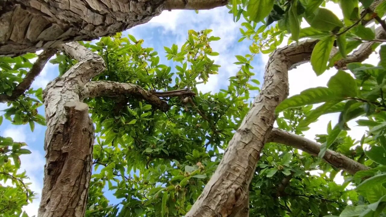 2 minutes of calm relaxation under a shady Medlar tree.