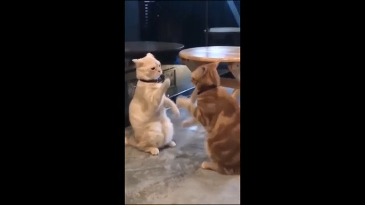 Funny cute animal videos