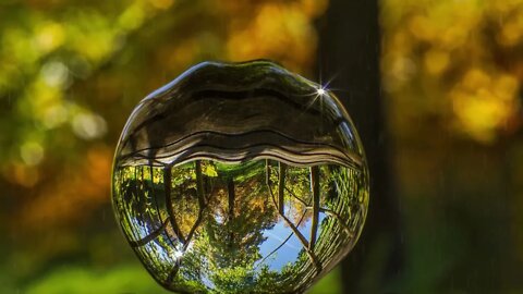 Glass Forest