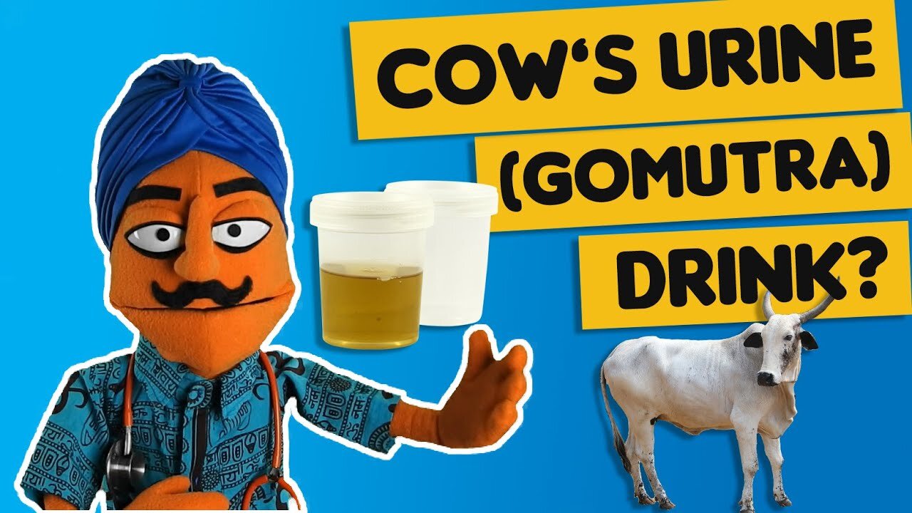 GOMUTRA(Cow urine) gli indiani bevono la piscia e mangiano lo sterco della sacra mucca(GOBAR=cow dung) abitualmente talmente venerano le mucche oltre a farsi gli idoli da adorare e adorare poi gli animali stessi come divinità