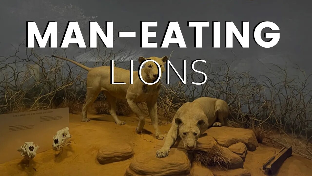 Lion Attacks: The Mysterious Man-Eating Lions of Tsavo