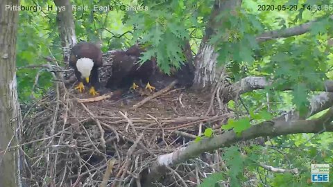 Hays Eagles Dad brings fish Mom has to use tactics with H11 H12 2020 05 29 230pm
