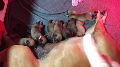 LonelyCreek cinnamon puppies