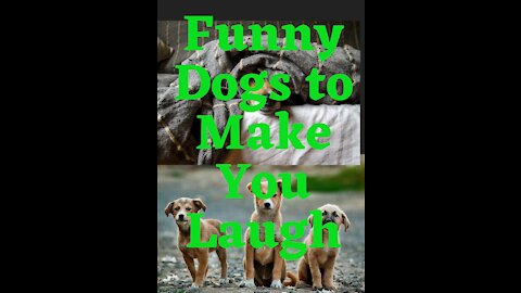 Funny Dogs to Make You Laugh