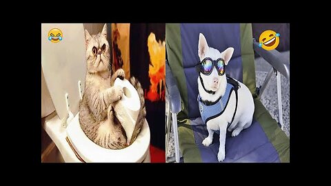 CATS, Funniest Animals 2023 😂 Funny Cats and Dogs Videos