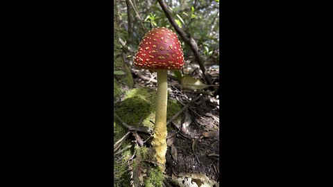 Amanita spectacular!