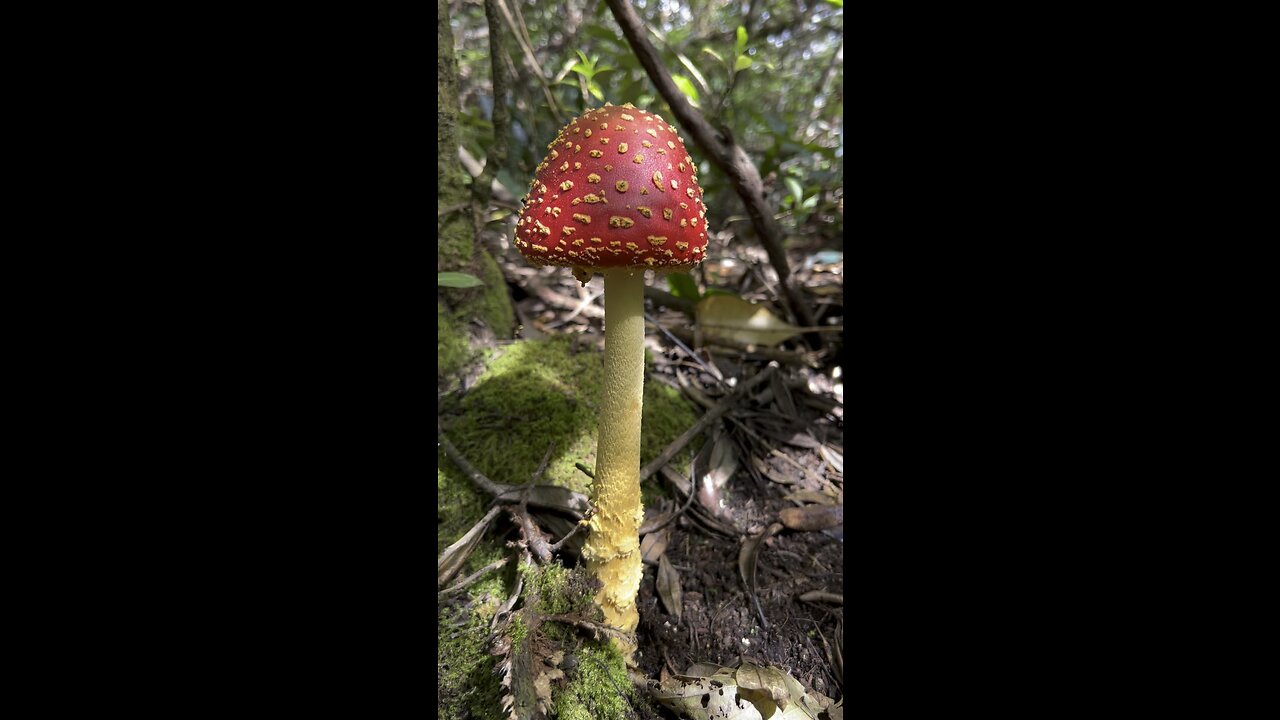 Amanita spectacular!