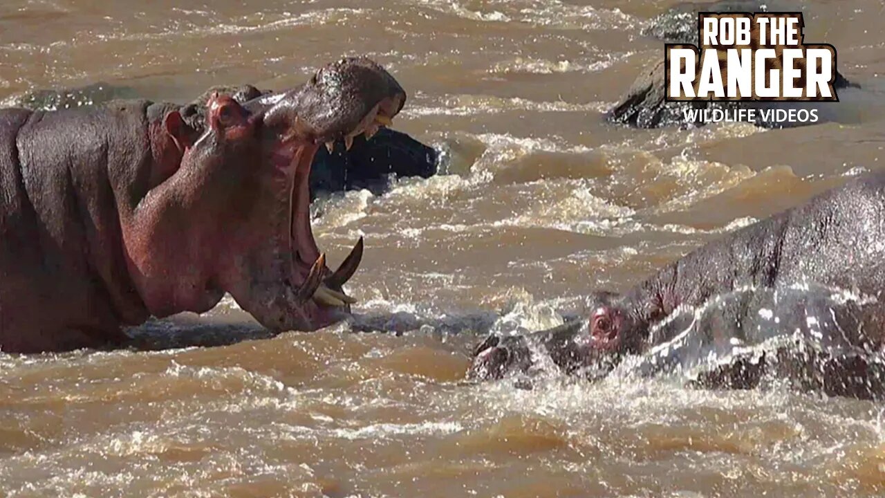 Hippo Standoff | Maasai Mara Safari | Zebra Plains