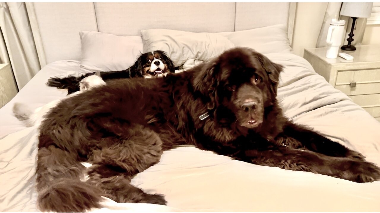 Newfy, Cav and Ragdoll take up entire King Size bed