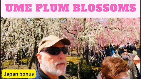 ume plum blossoms at Jonangu, Takada, Kyoto Japan bonus video #ume #梅酒 #kyototemple