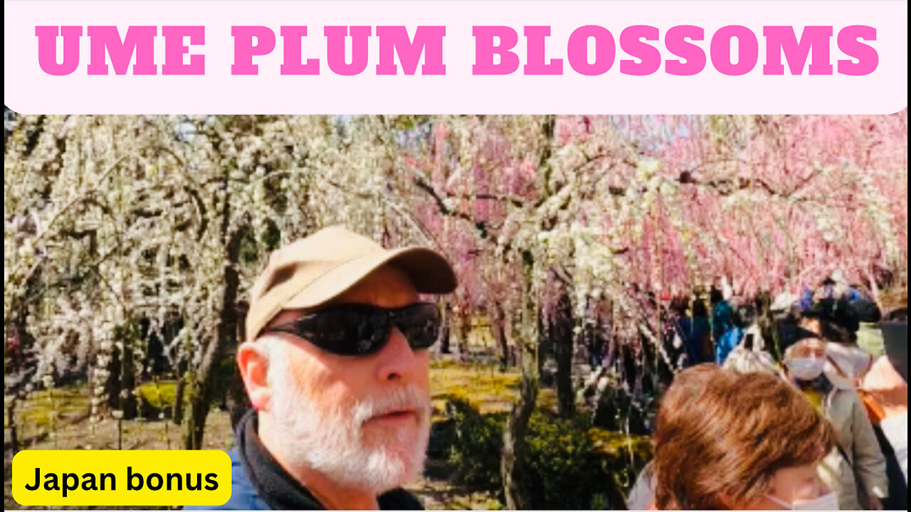 ume plum blossoms at Jonangu, Takada, Kyoto Japan bonus video #ume #梅酒 #kyototemple