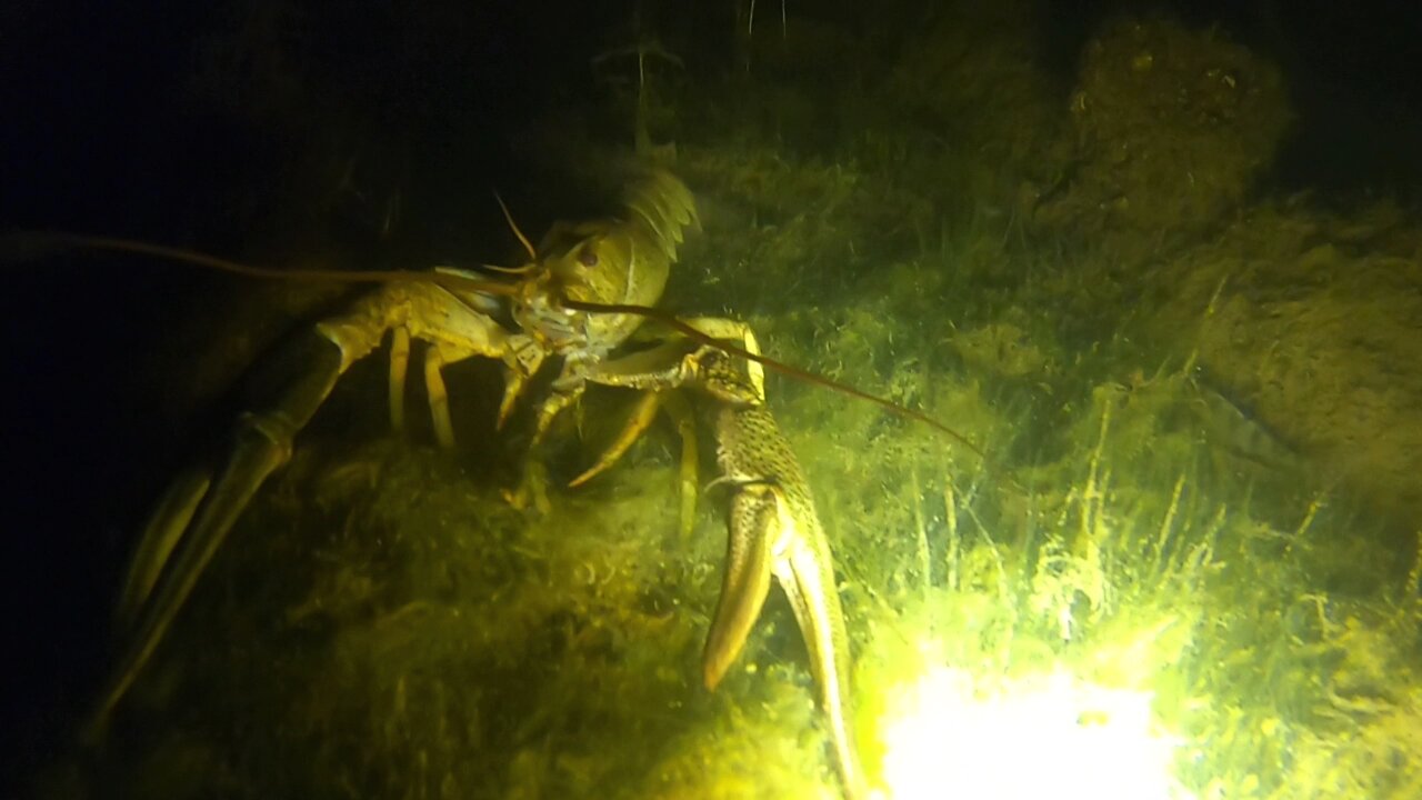 Huge Crayfish on the Wild Lake. Underwater shooting 2023