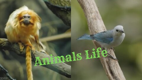 Animals Life