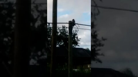 Birds Stuck on a Power Line | TBrown0065 #shorts