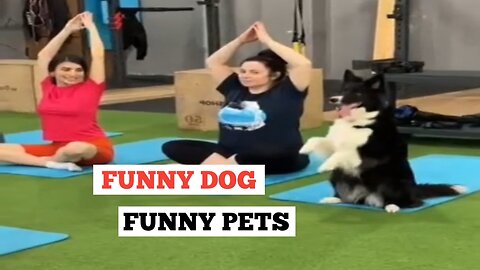 Funny Dog | Cute pets | Funny video