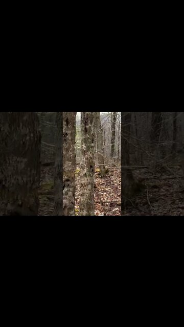 Birds chirping in the woods