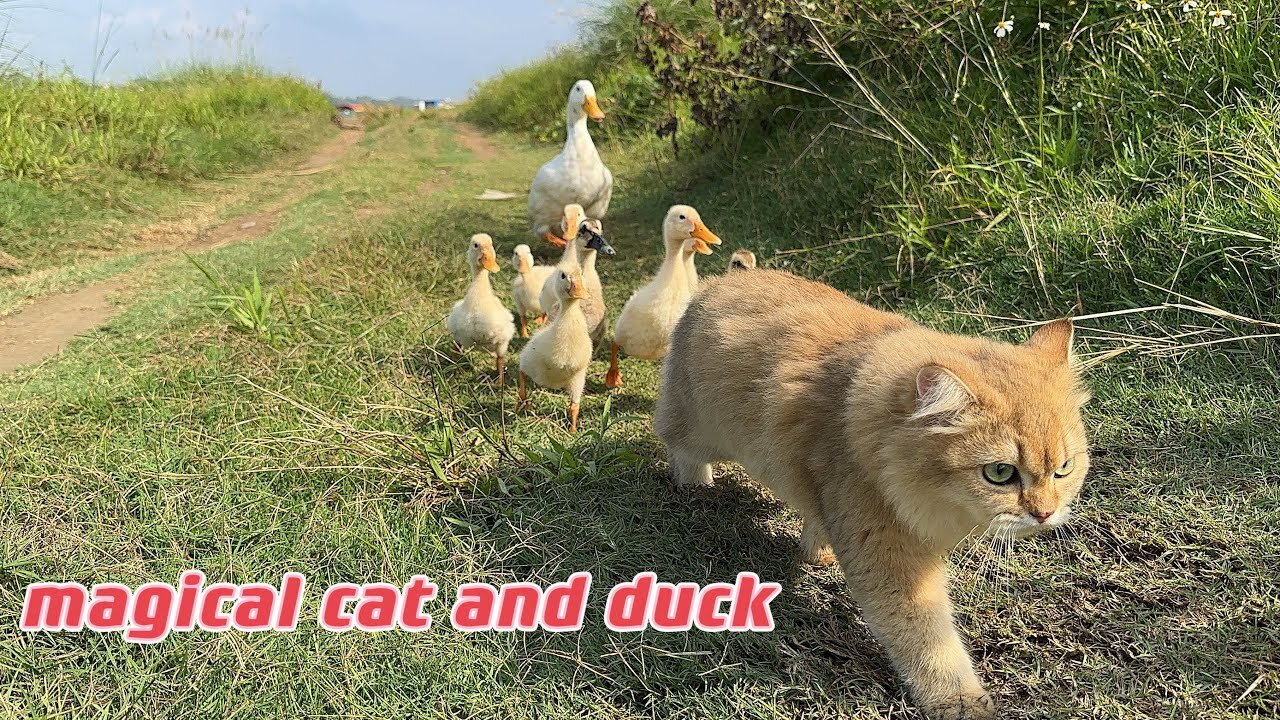 The kitten actually took the mother duck and ducklings for a run outdoors. So cute and funny!