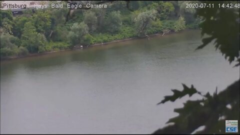 Hays bald eagle flying over the river 71120