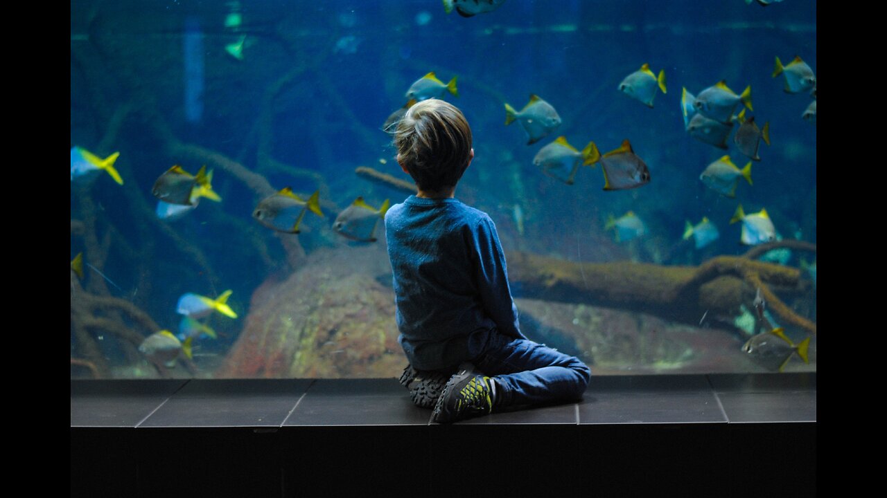 Funny Kids at the Aquarium | Girl SPOOKED By A Beluga Whale!