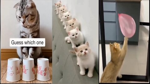 Baby Cat-Cute and funny cat Videos