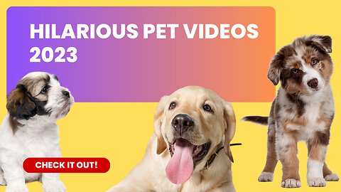 Funny dog and cat videos 2023