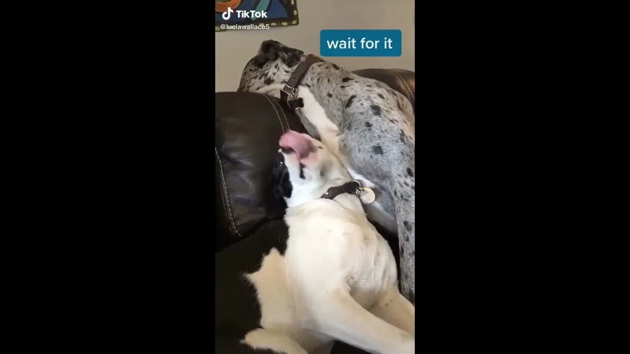 Nom Nom