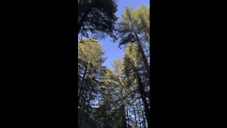 Looking Up at Redwoods