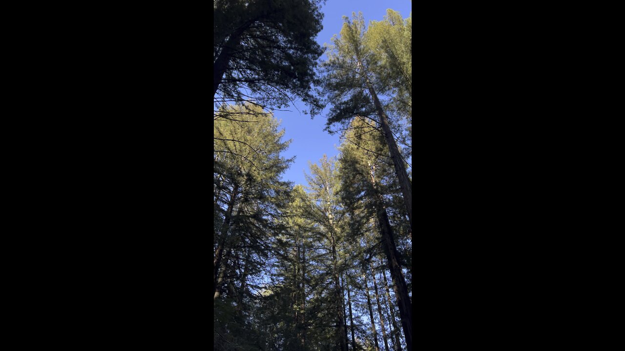 Looking Up at Redwoods