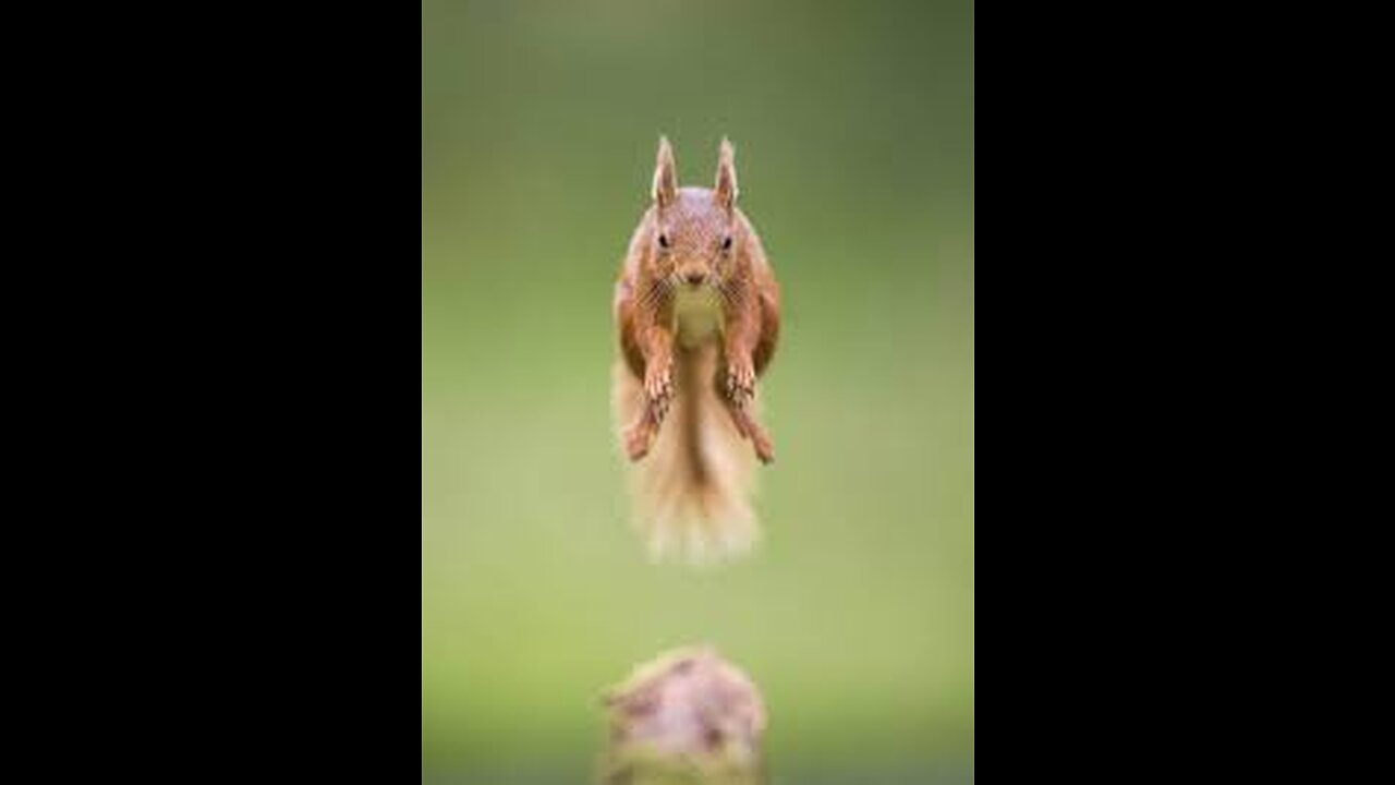 Funny Animals Scarring And Chasing People