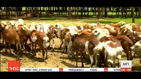 ታይካዋ ቡዚስጙ እንፅኺ ባንጂ ወረዳዳ፡ሜስኬሩም 21/2016 ም.አ(አሚኮ)