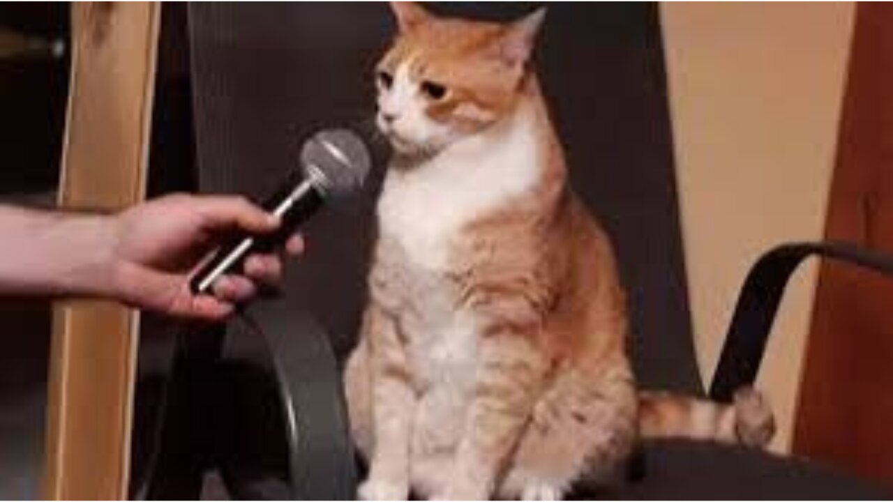 When These Cats Can Speak English Better Than Hooman 😸 Funny Cats 2024