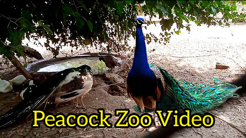 Beautiful Peacock In the Zoo