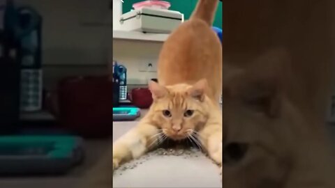 Make this viral funny animals |#shorts | #viral |#funny
