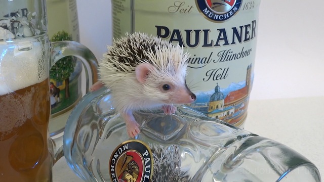 Baby hedgehogs thrilled about Oktoberfest