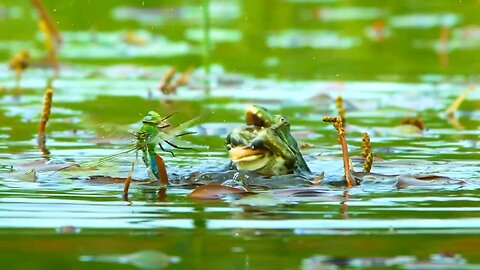 Nature Battle